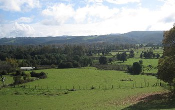 a field and trees in a rural area